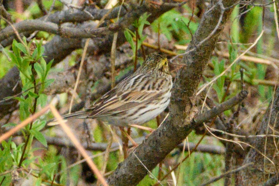 Savannah Sparrow - Jeremiah Fisher