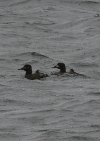 White-winged Scoter - Sam Brayshaw