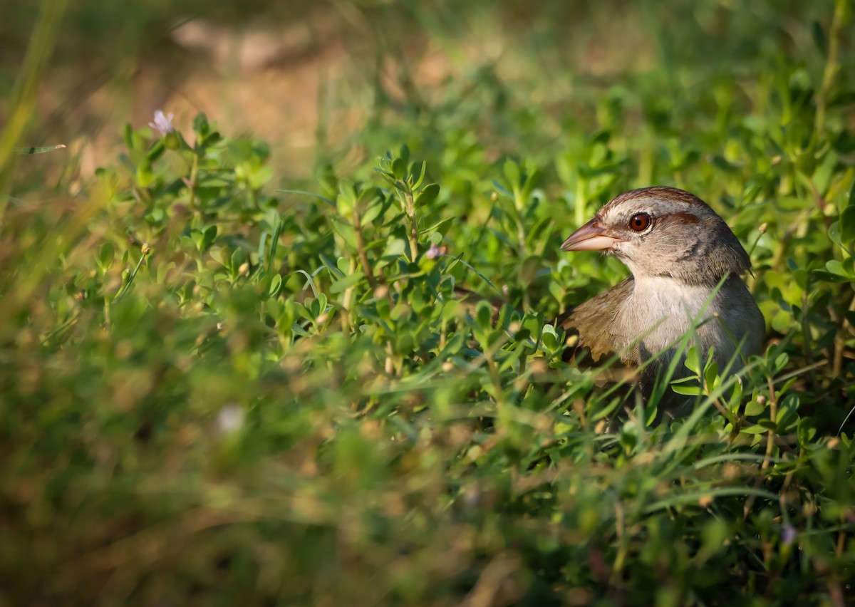 Olive Sparrow - ML619475352