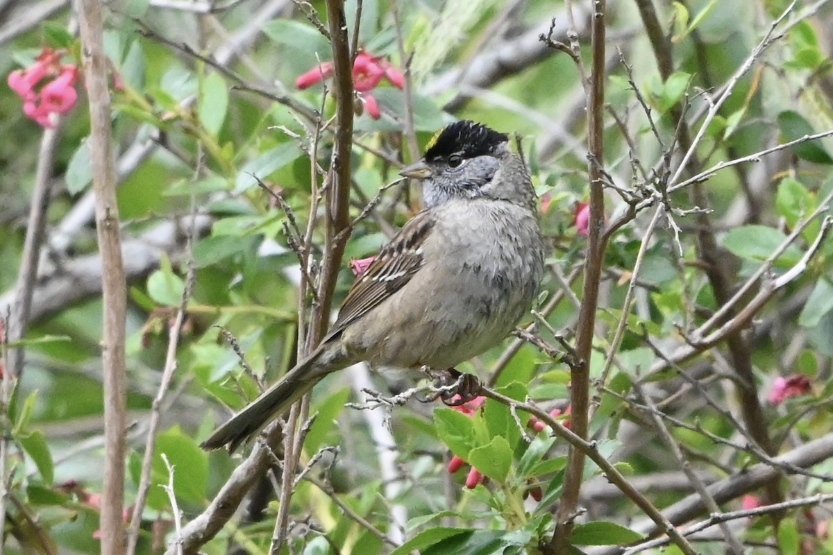 Golden-crowned Sparrow - Linda Sargent