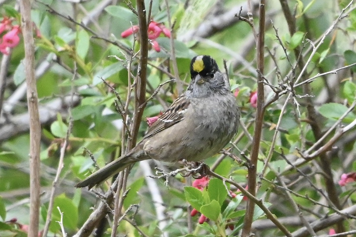 Golden-crowned Sparrow - Linda Sargent