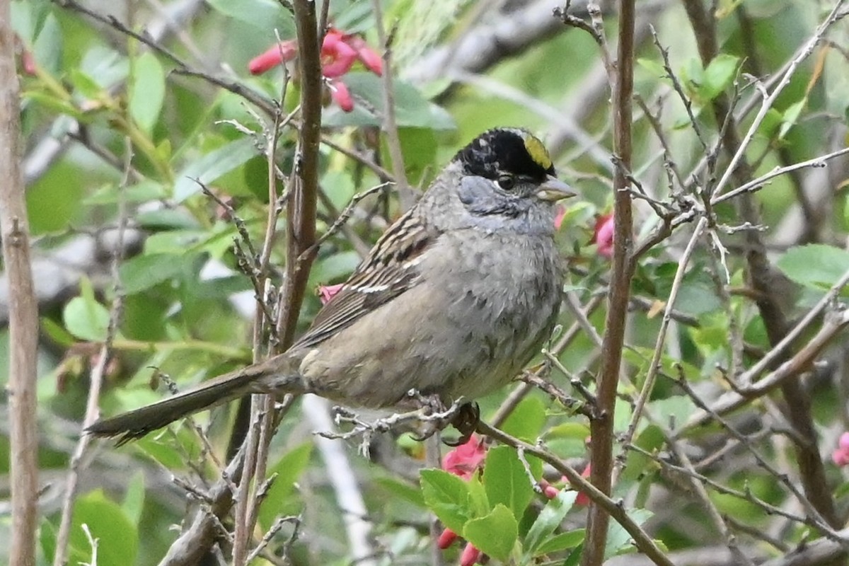 Golden-crowned Sparrow - Linda Sargent