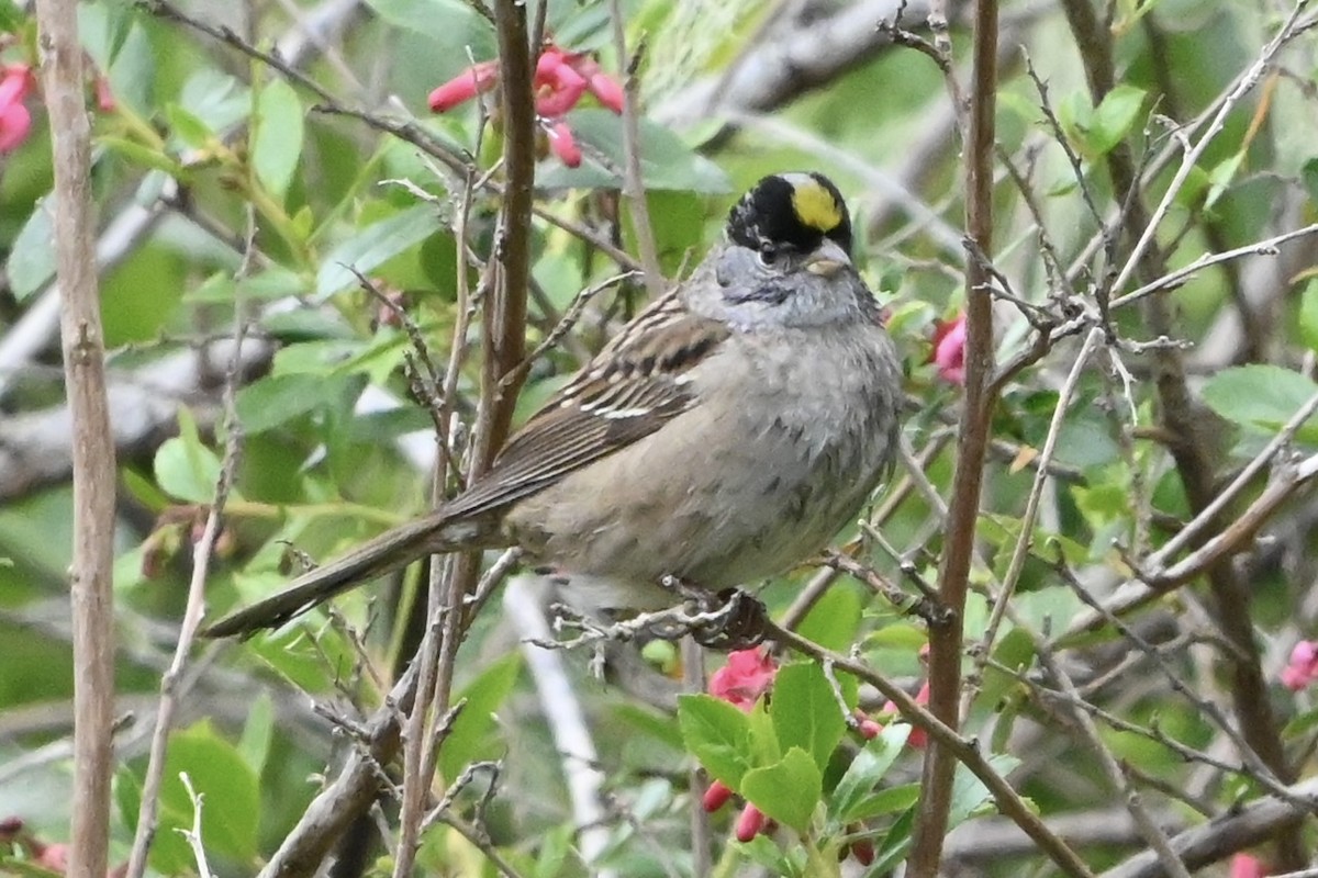 Golden-crowned Sparrow - Linda Sargent