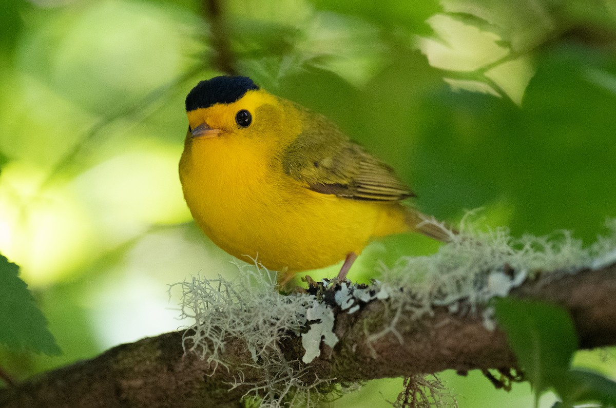 Wilson's Warbler - Colin McGregor