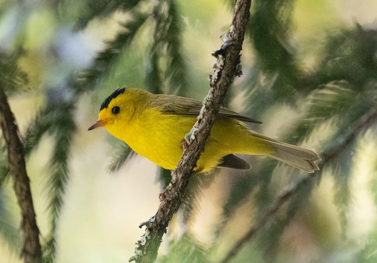 Wilson's Warbler - Colin McGregor