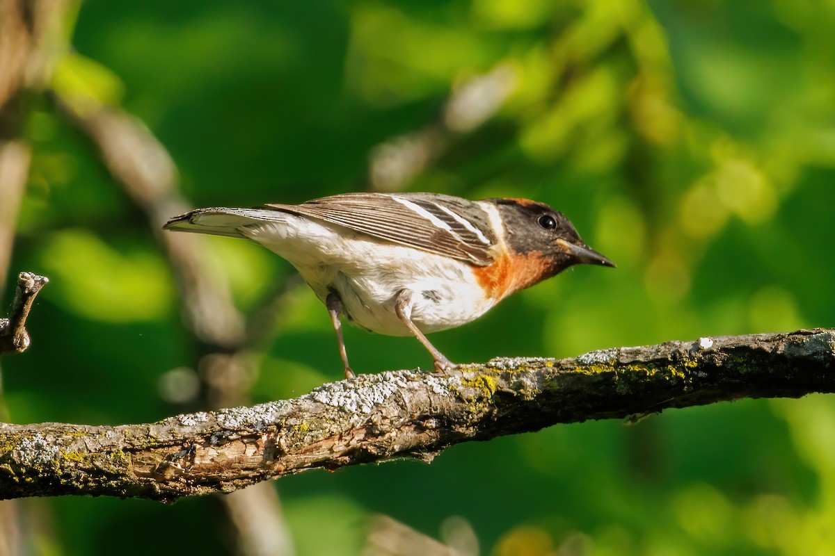 Bay-breasted Warbler - Samuel Schmidt