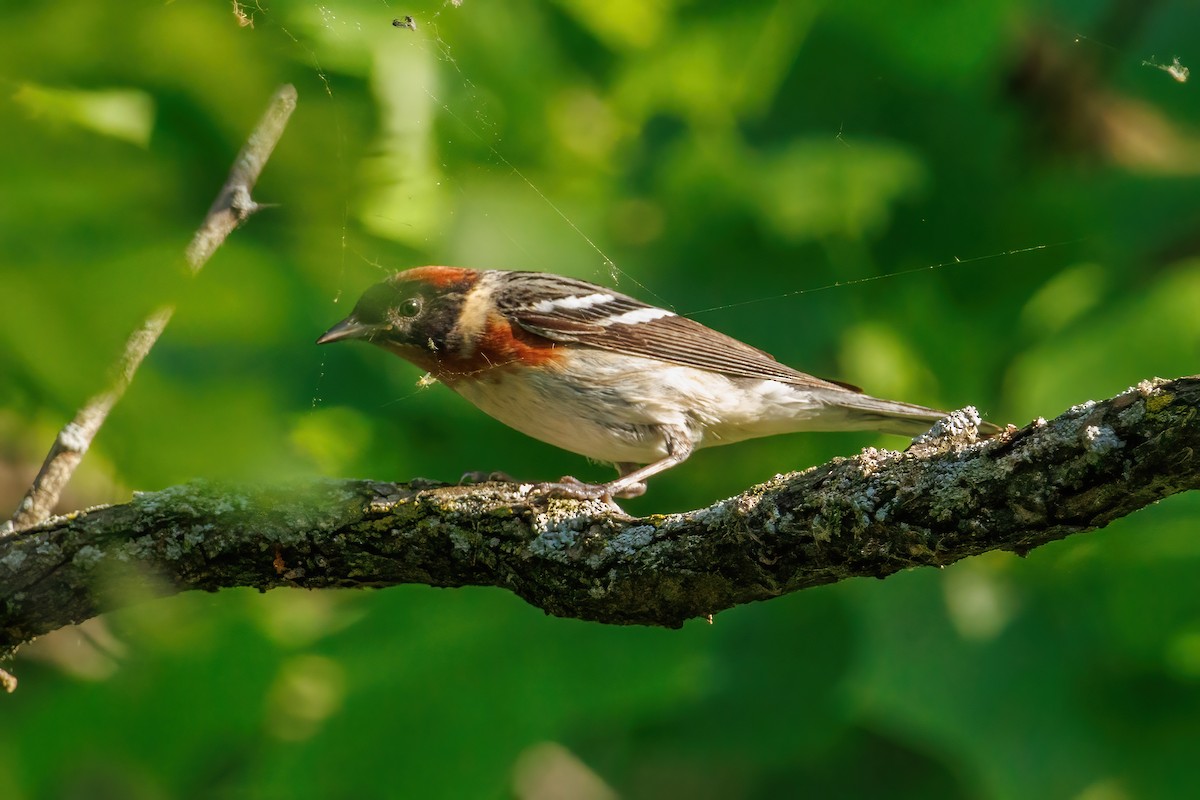 Bay-breasted Warbler - Samuel Schmidt