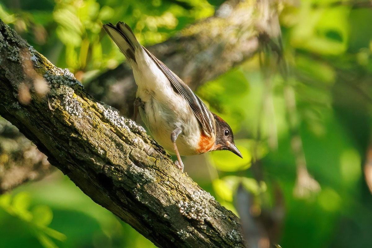 Bay-breasted Warbler - Samuel Schmidt