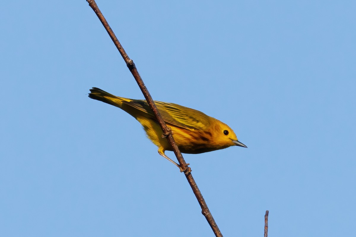 Yellow Warbler - Samuel Schmidt