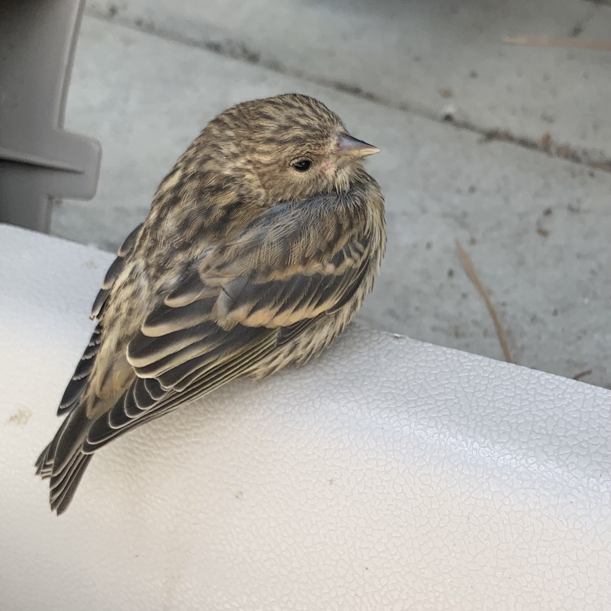 Pine Siskin - Rob Kent de Grey