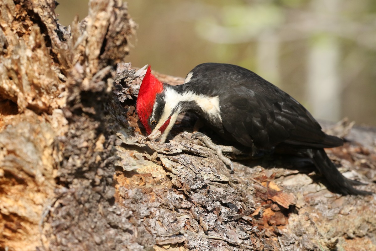 Pileated Woodpecker - Zach Greene