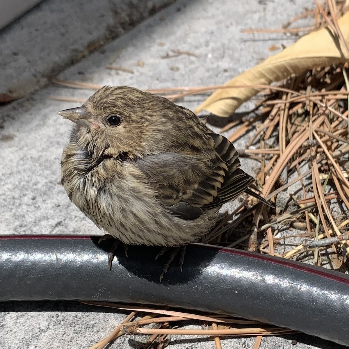 Pine Siskin - Rob Kent de Grey