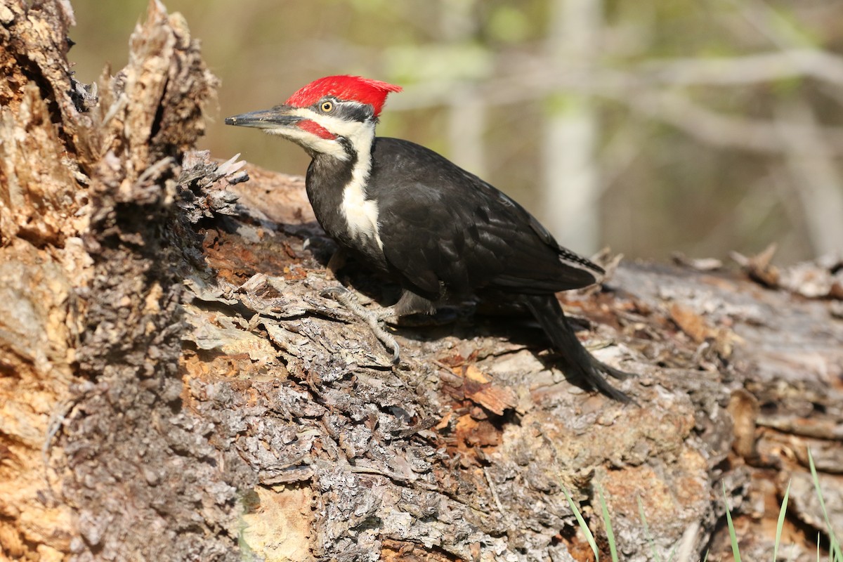 Pileated Woodpecker - Zach Greene