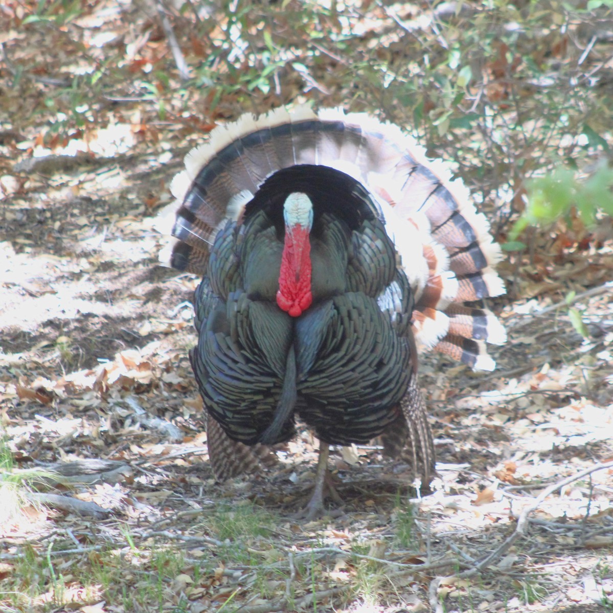 Wild Turkey - Marsha Painter