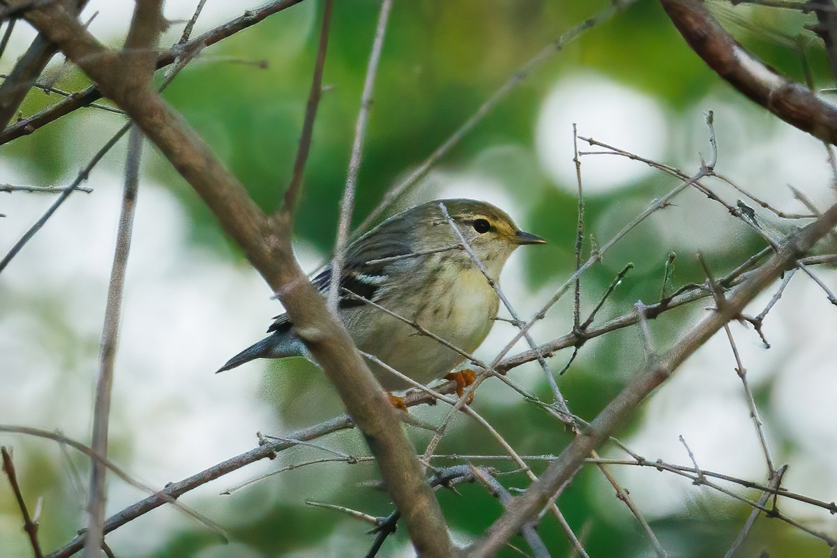 Blackpoll Warbler - Samuel Schmidt