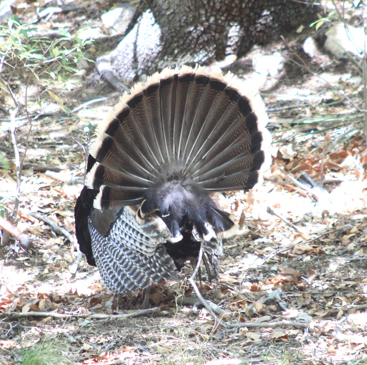 Wild Turkey - Marsha Painter