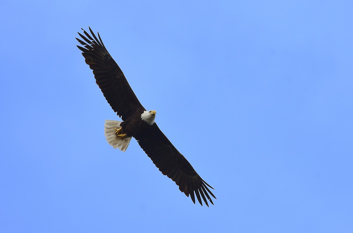 Bald Eagle - Chaiby Leiman