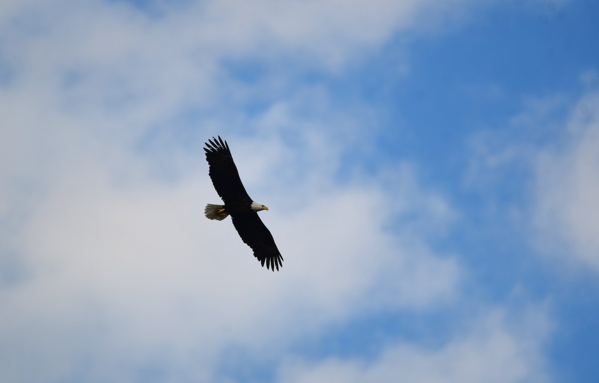 Bald Eagle - Chaiby Leiman