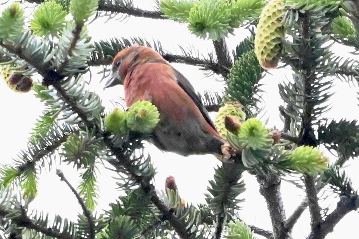 Red Crossbill - Linda Sargent