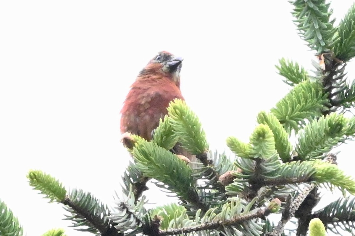 Red Crossbill - Linda Sargent