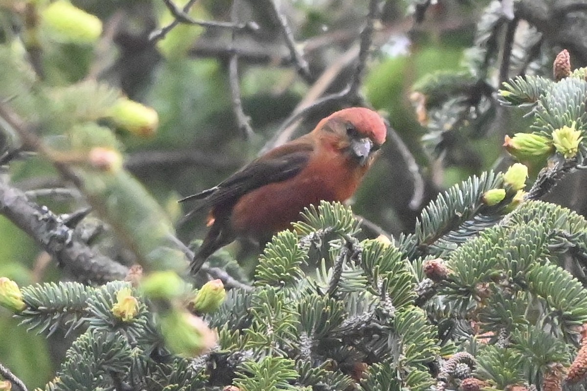 Red Crossbill - Linda Sargent