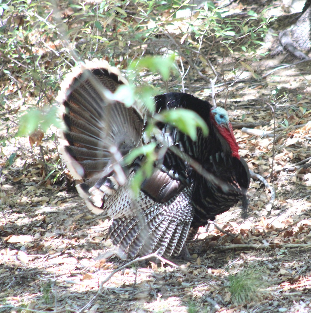 Wild Turkey - Marsha Painter