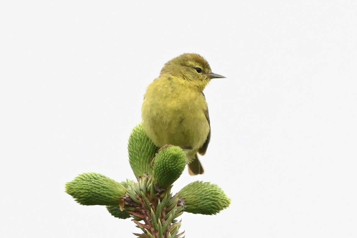 Orange-crowned Warbler - Linda Sargent