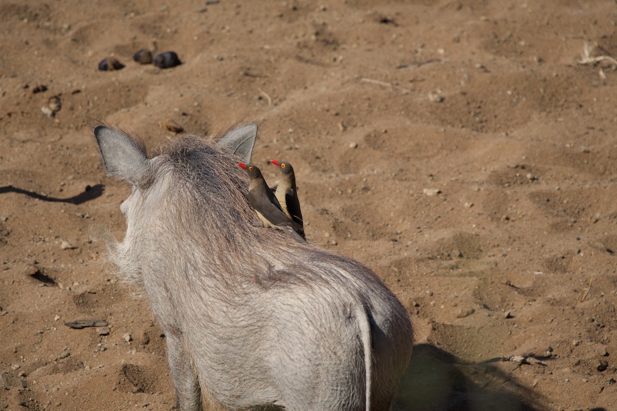 Red-billed Oxpecker - ML619475407