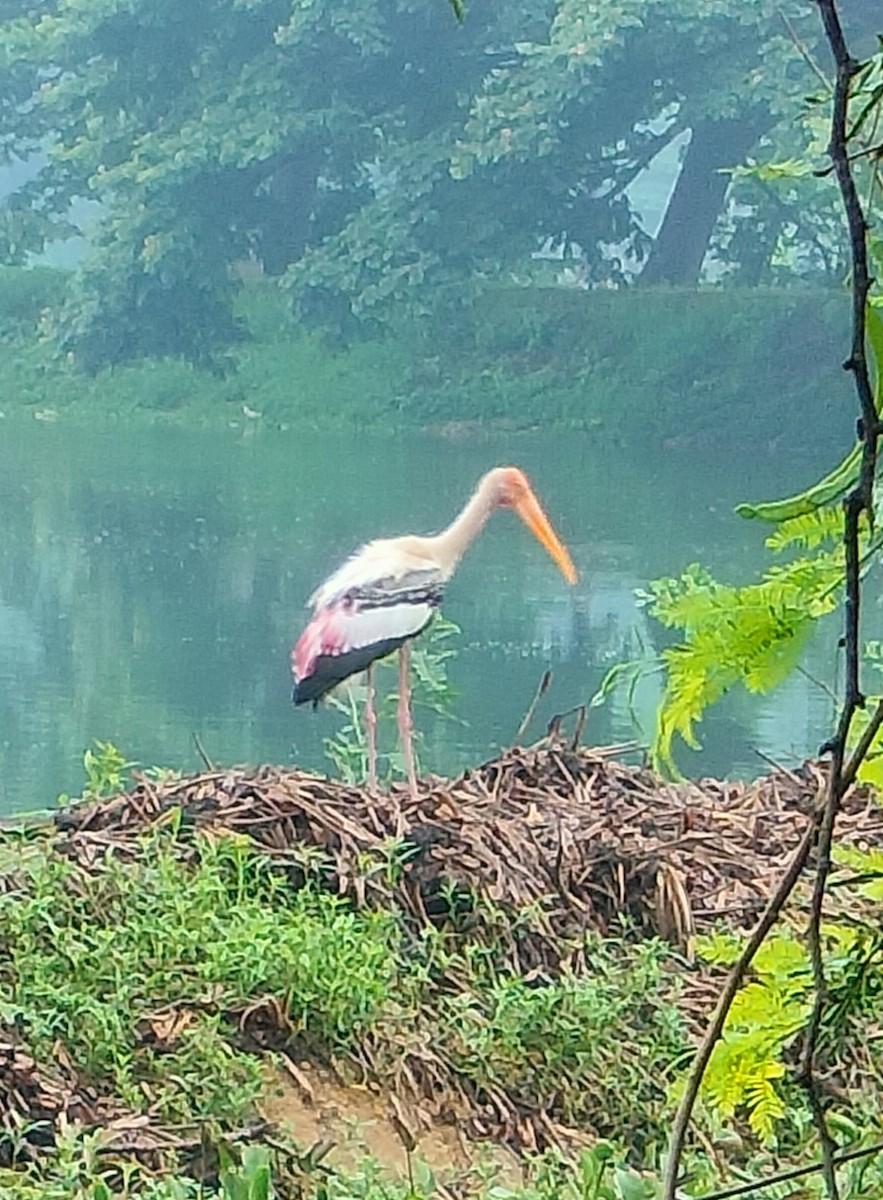 Painted Stork - meenal alagappan