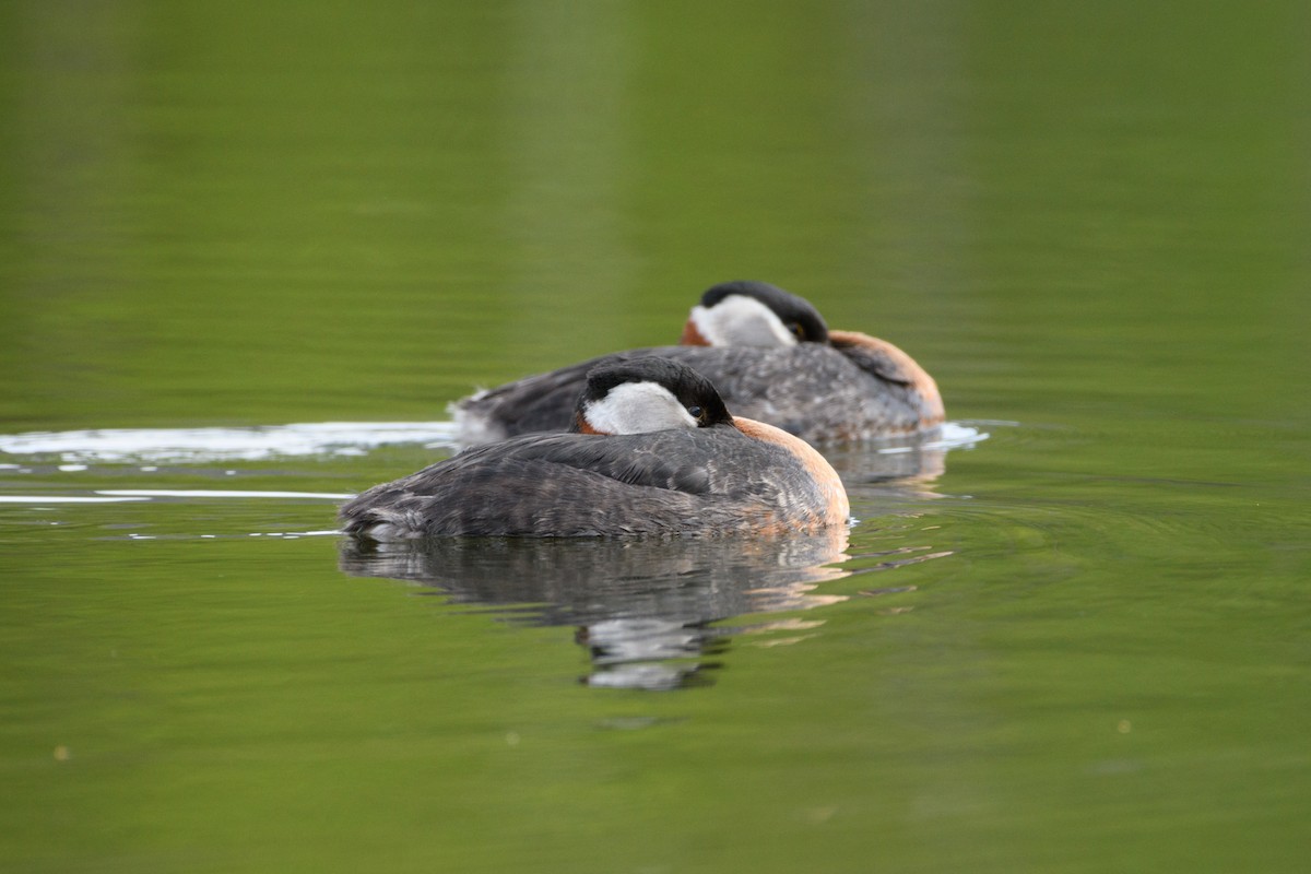 Red-necked Grebe - Jeremiah Fisher