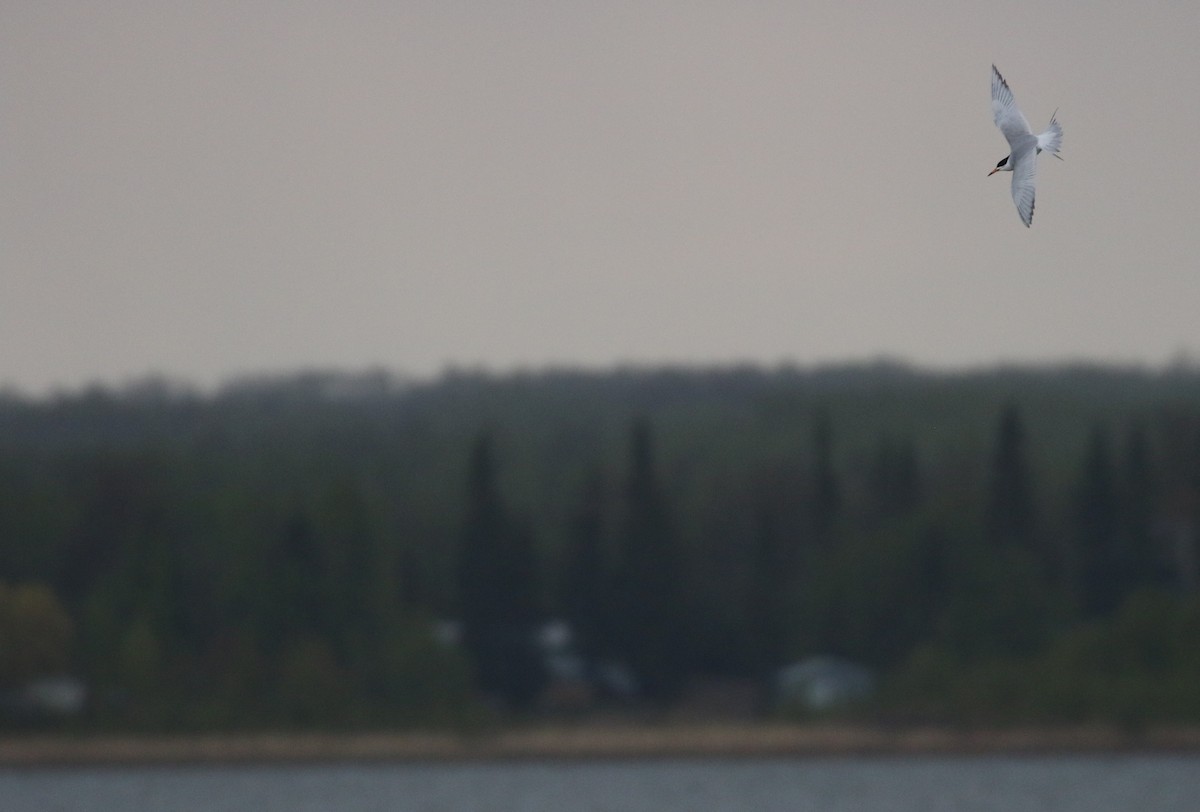 Common Tern - Zach Greene