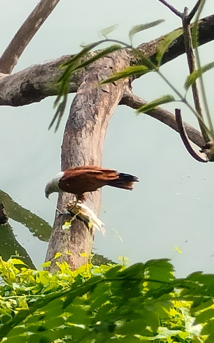 Brahminy Kite - meenal alagappan