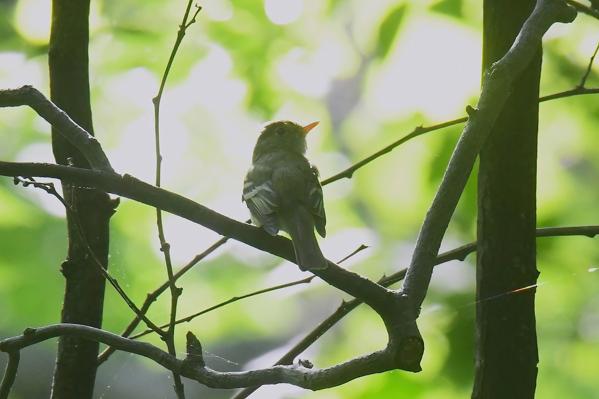 Acadian Flycatcher - Gigi A