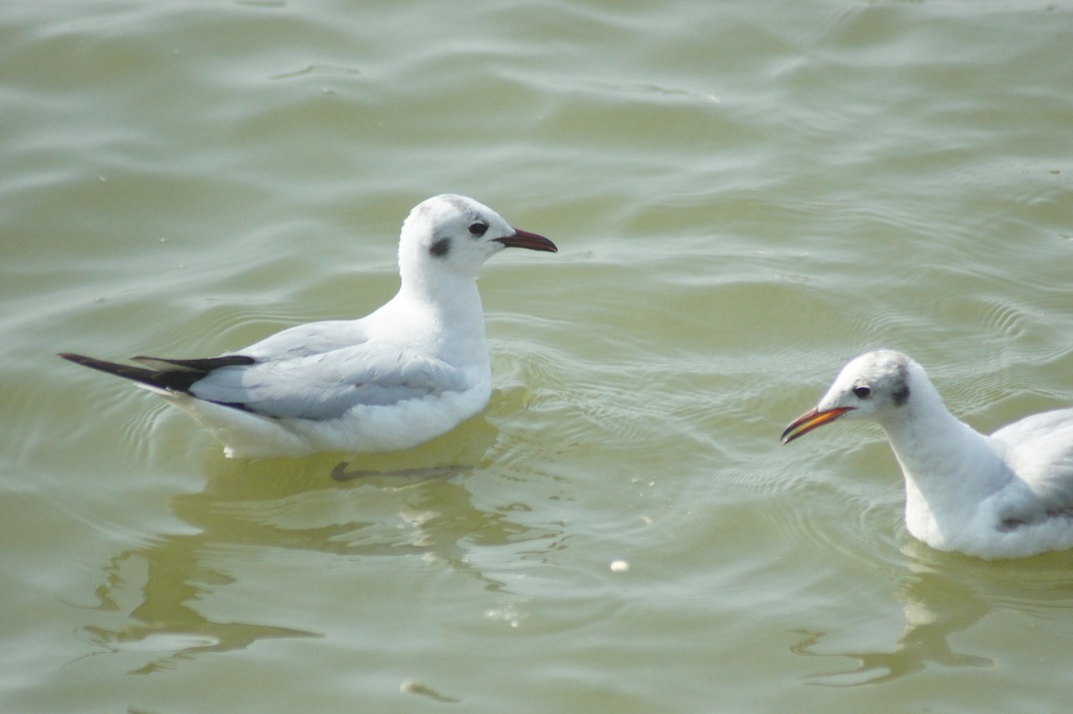 Black-headed Gull - vivy tuan