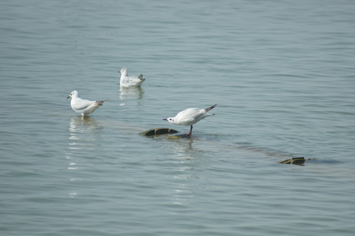 Black-headed Gull - vivy tuan