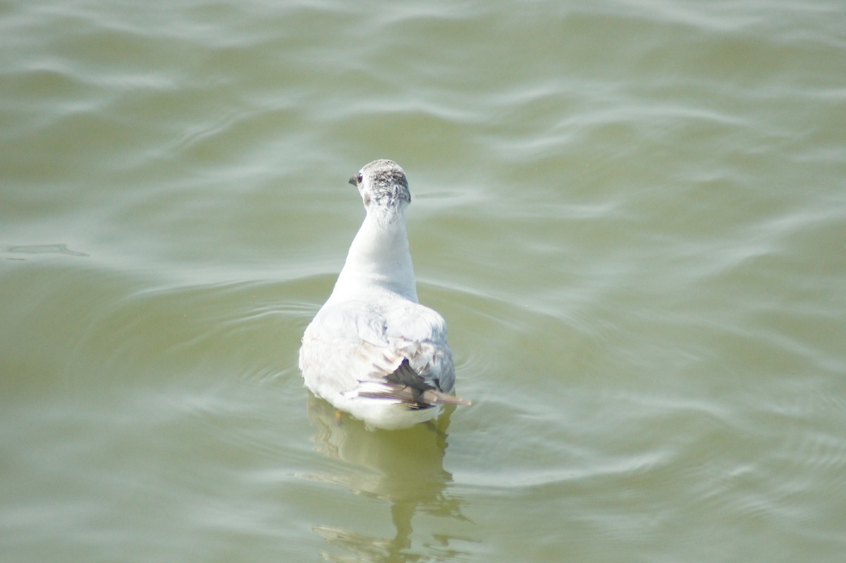 Black-headed Gull - vivy tuan