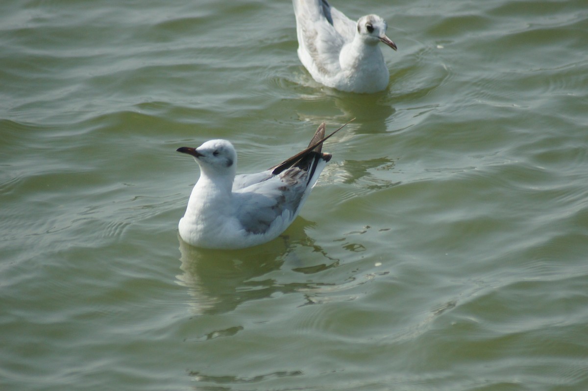 Black-headed Gull - vivy tuan