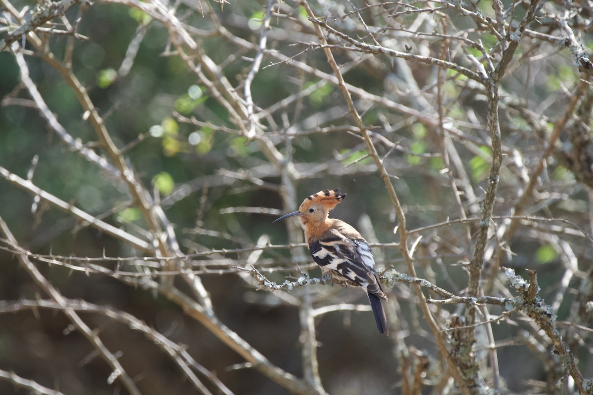 Eurasian Hoopoe - Nick Leiby