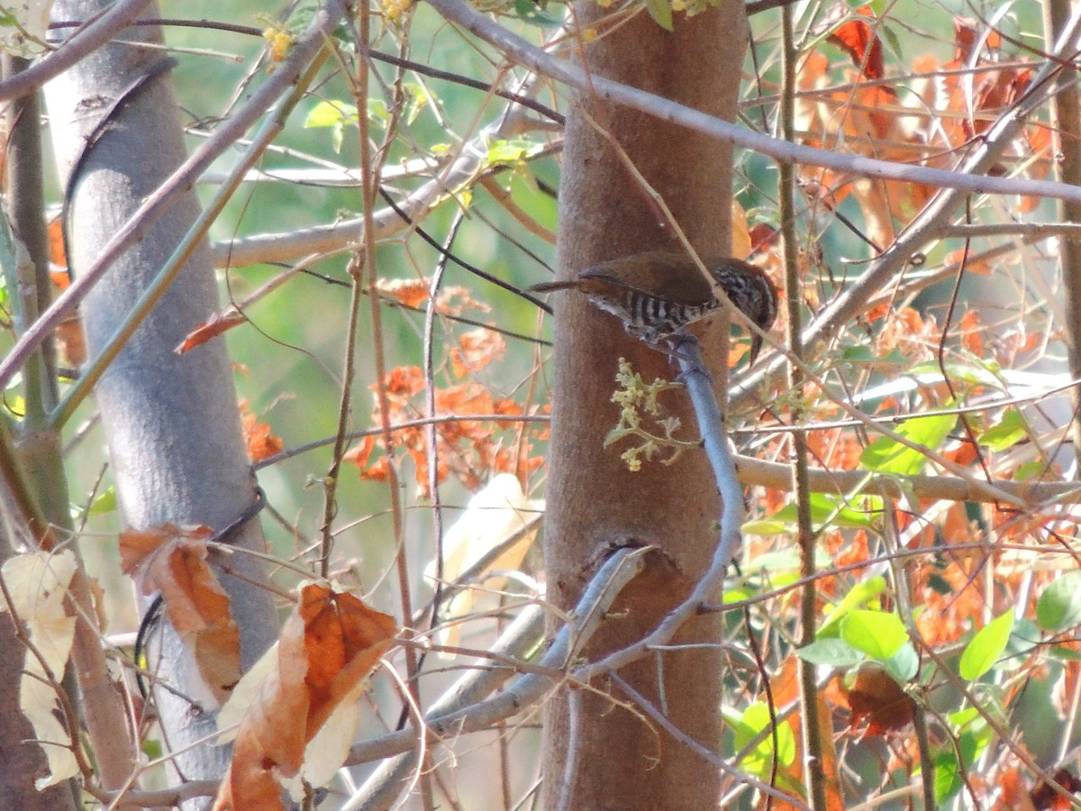 Banded Wren - ML619475445