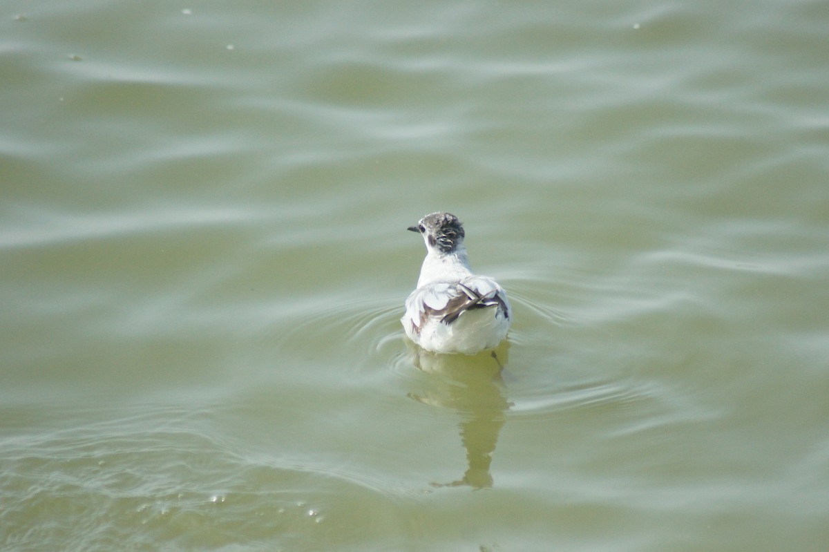 Little Gull - vivy tuan