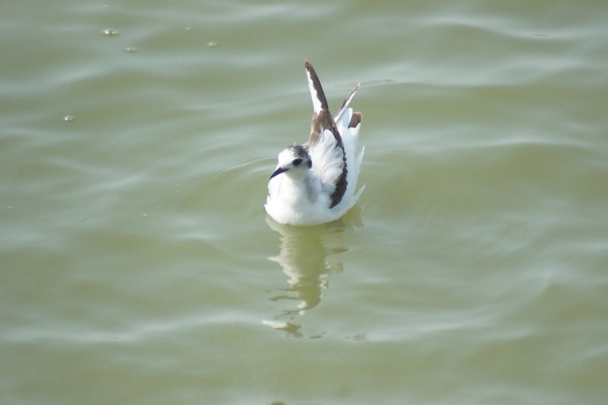 Little Gull - vivy tuan