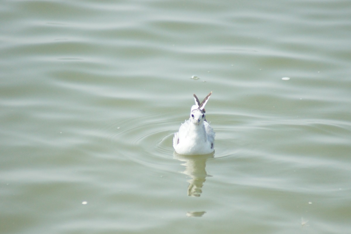 Little Gull - vivy tuan