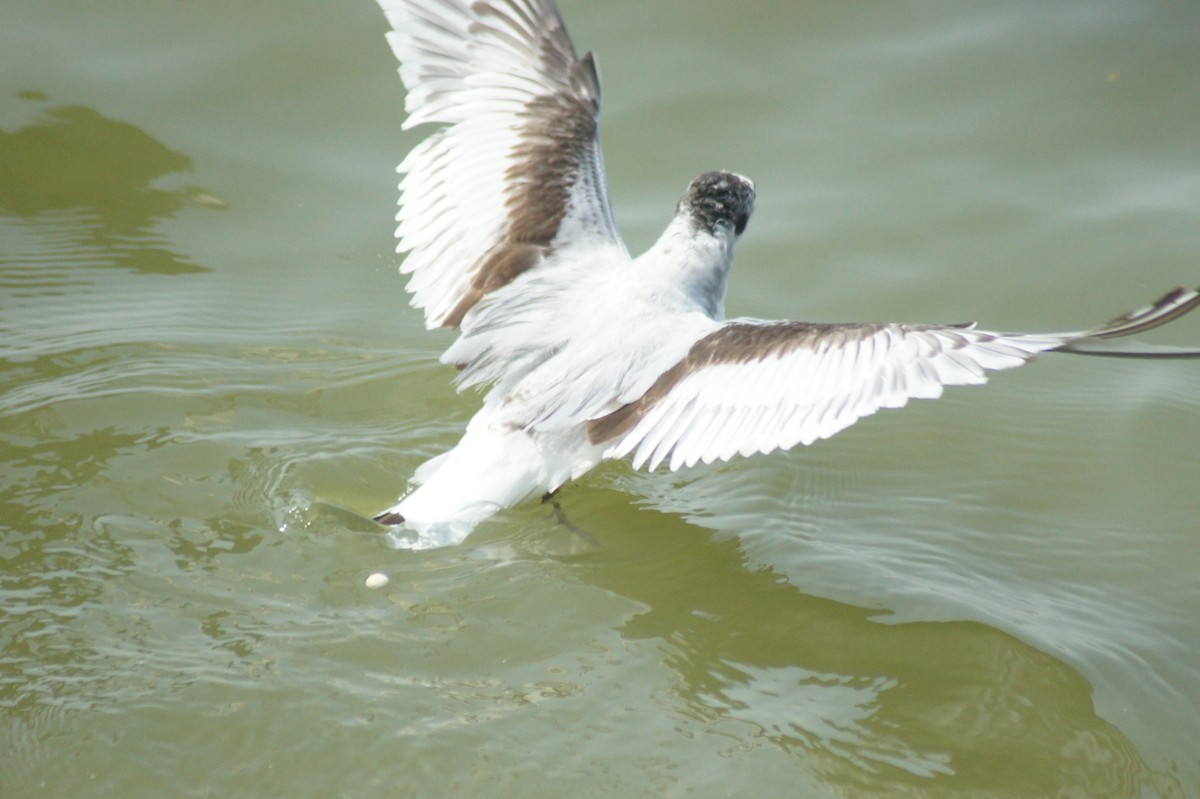 Little Gull - vivy tuan