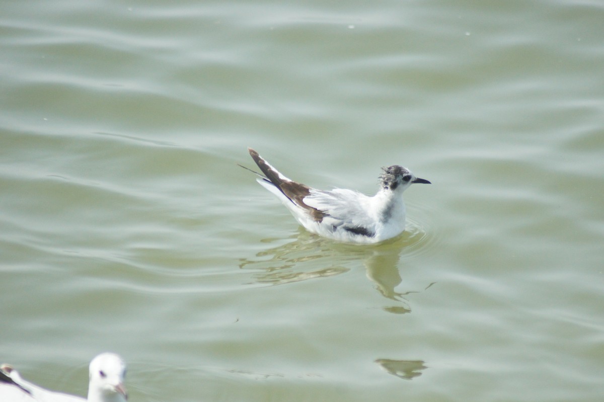 Little Gull - vivy tuan