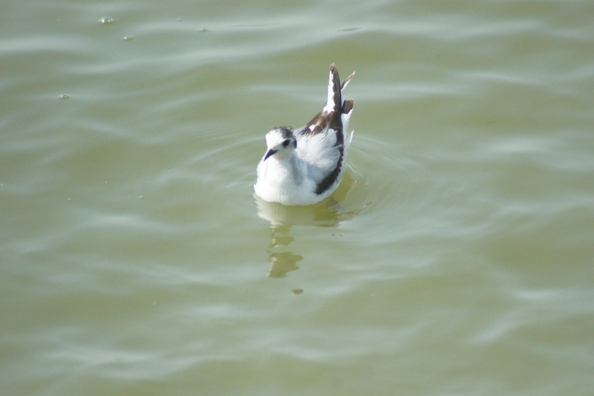 Little Gull - ML619475453