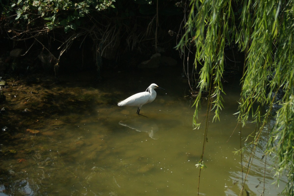 Great Egret - vivy tuan