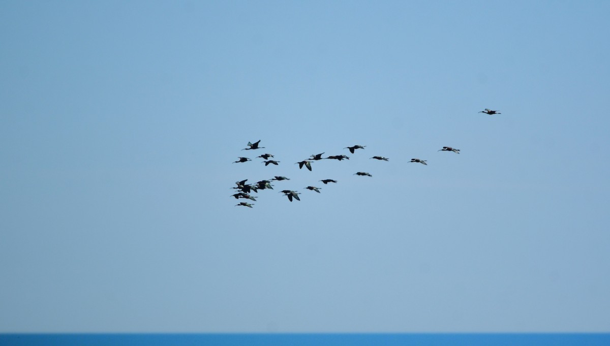 Glossy Ibis - Chaiby Leiman