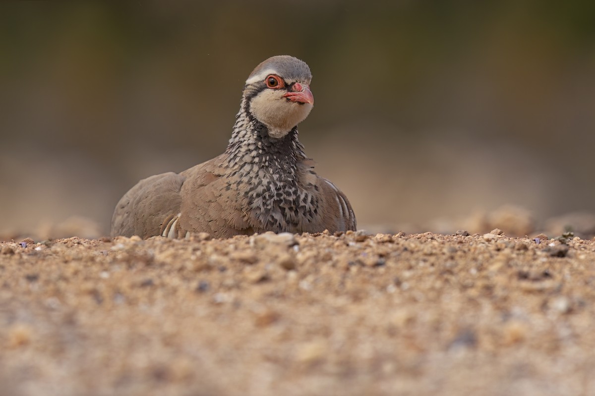 Red-legged Partridge - Marco Valentini