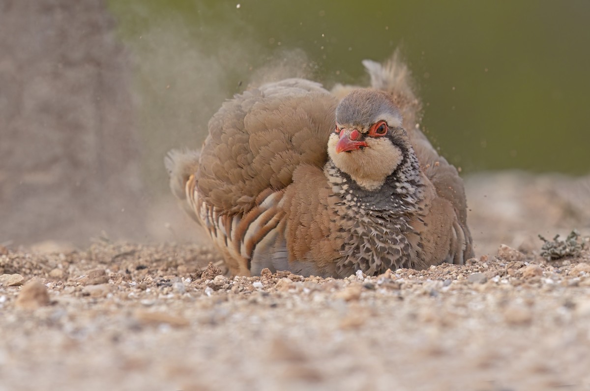 Red-legged Partridge - Marco Valentini