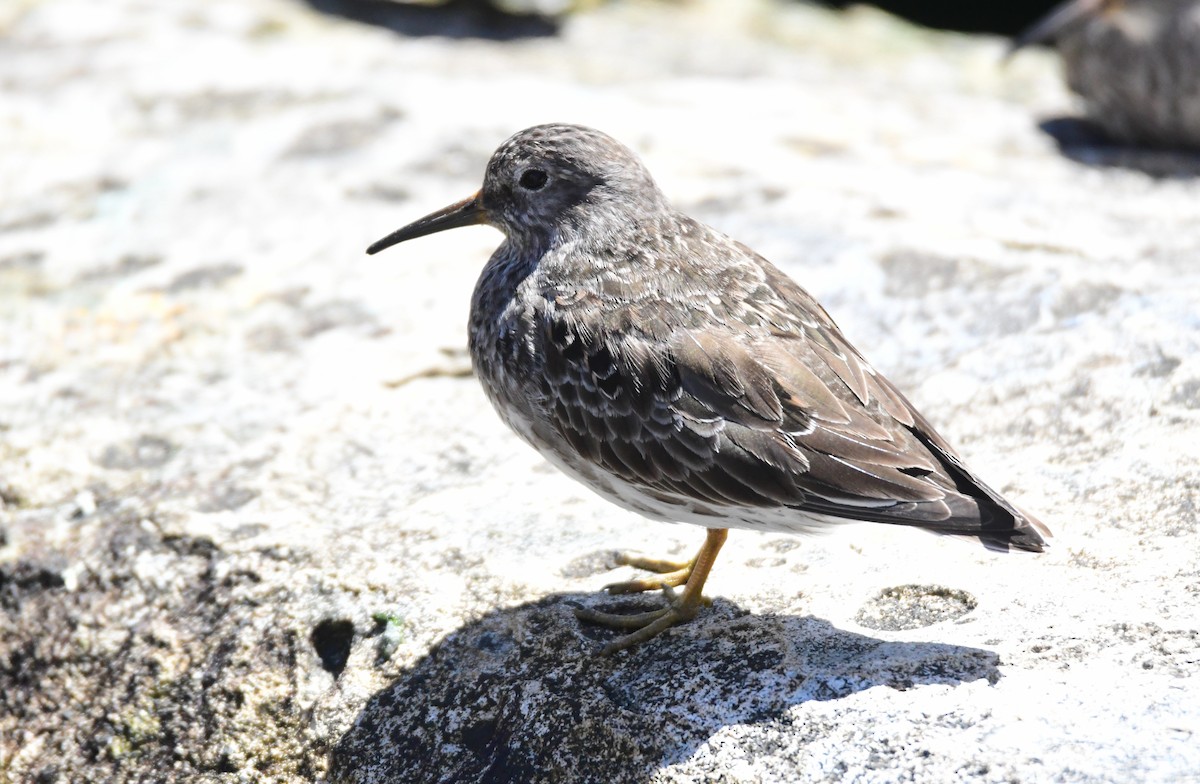 Purple Sandpiper - Chaiby Leiman